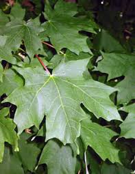 Maybe you would like to learn more about one of these? Acer Saccharum Sugar Maple Florida Maple Hard Maple Rock Maple Pfaf Plant Database