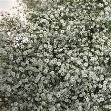 How To Grow Baby S Breath Or Gypsophilia