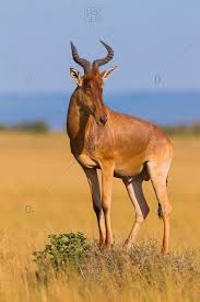 The executive room offers a magical experience, it is engulfed in nature and has its own private plunge pool. Kongoni Stock Photos Offset