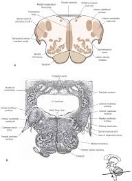 Neurological lesion identification motor (corticospinal pathway) localises the lesion to the contralateral medial brainstem. Brainstem I The Medulla Organization Of The Central Nervous System Part 2 Cranial Nerves Nervous System Parts Brain Anatomy