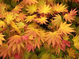 Full grown autumn moon japanese maple. Acer Shirasawanum Autumn Moon Maple Conifer Kingdom