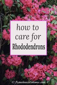 Rhododendron Care How To Grow Beautiful Rhododendrons And Azaleas Gardening From House To Home Rhododendron Care Shade Loving Shrubs Rhododendron