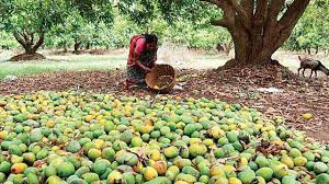 Our 'kesar mango tree is putting out flowers !! Water Crisis May Hit Kesar Mango Output In South Gujarat Kutch