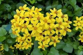 Image result for Senecio consanguineus