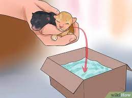 How To Take Care Of Premature Newborn Kittens 15 Steps