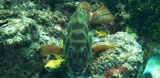 Check spelling or type a new query. Tauchtouren Ang Thong Thailand Abfahrt Von Koh Samui Silent Divers
