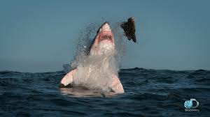 In this page you can discover 12 synonyms, antonyms, idiomatic expressions, and related words for breaching, like: Breaching Great White Sharks Shweekend Youtube