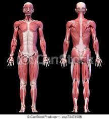 Written by jupiterz saturday, october 12, 2019 add comment edit. Human Body Full Figure Male Muscular System Front And Back Views Human Anatomy 3d Illustration Male Muscular System Full Canstock