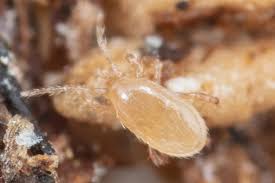 Image result for Vitellariopsis