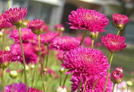 The days may still be nippy, but cool spring temperatures are just right for daffodils, crocus, tulips, and other here is a quick look at some of the earliest bulbs to bloom. 21 Best Early Spring Blooming Flowers For Your Garden
