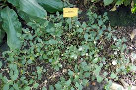 Image result for Impatiens purpureoviolacea