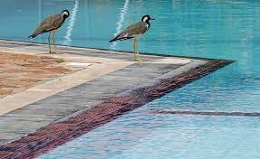 As i watched the ants go about their business, a small, friendly brown bird appeared and began eating the ants. Bird Water Blue Birds A Couple Of Pool Pikist