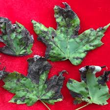 Landscape Maple Anthracnose Umass Center For Agriculture Food And The Environment