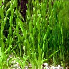 Image result for Vallisneria