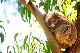 From £33.60 for an annual policy. Kennett River Koala Walk Best Place To Spot Wild Koalas In Australia