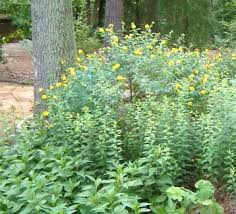 We did not find results for: Shrubs For All Seasons Triangle Gardener Magazine