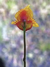 Image result for Utricularia simulans