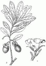 Image result for Diospyros loureiriana