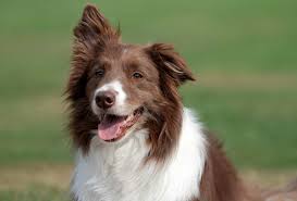 Check spelling or type a new query. Border Collie Colors The Real Ones As Per Akc Pawleaks
