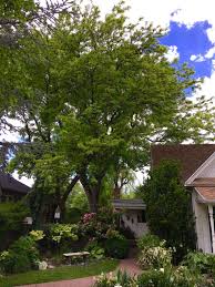 Learn more about what trees and shrubs would make the best privacy screen for your area. Six Favorite Shade Trees To Beat The Heat Western Garden Centers