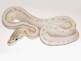 Desert Lesser Pinstripe Spider Morph List World Of Ball Pythons Ball Python Ball Python Morphs Snake Lovers