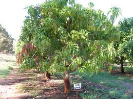 So what should i do to get rid of this? Mangoes In Western Australia Agriculture And Food