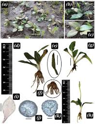 Image result for Ophioglossum gomezianum