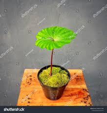 Image result for Nervilia