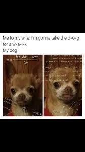 Calculus Funny Dog Memes Funny Dogs Dog Memes
