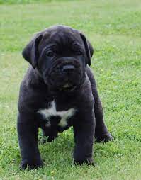 Puppies Telesto Cane Corso Corso Dog Cane Corso Puppies