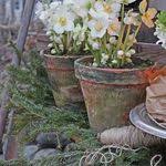 Pin Von Danielle Auf White Helleborus Weihnachtsdekoration Garten Gartendekor Gartendekoration