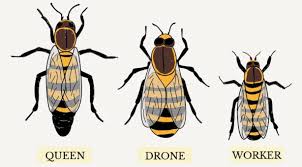 Image result for Queen bee