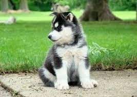 Pin By Sarah Rahkonen On Cute Animal Attack Funny Animal Pictures Cute Puppies
