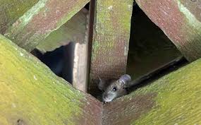Also, having the need to be outside in open space (see cabin fever). What Do Rats In The Attic Sound Like Native Pest Management