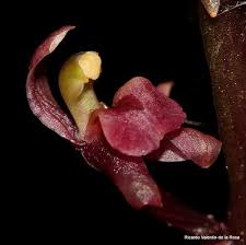 Image result for Liparis nervosa