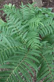 Image result for Pteris buchananii