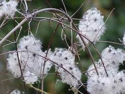 Maybe you would like to learn more about one of these? Clematis Liane Plant Free Photo On Pixabay