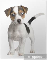 Se tento malý farmářský pes běžně vyskytoval na dánském venkově a v jižním švédsku. Plakat Stene Jack Russell 8 Tydnu Pixers Zijeme Pro Zmenu