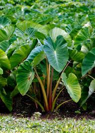 Can you grow taro (colocasia esculenta, or loosely refereed to as elephant's ear) from a grocery store / supermarket? Taro Red Colocasia Esculenta