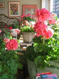 Pin By Kim Pulliam On Gardens And Landscapes Pink Geranium Beautiful Flowers Geraniums