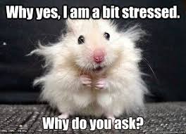 Image Result For Self Care Memes Baby Animals Funny Funny Animals Animals