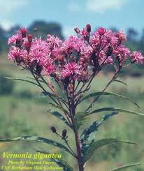 Image result for Vernonia jelfiae