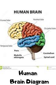 Human Brain Picture Diagram Human Brain Diagram Human Brain Parts Brain Pictures