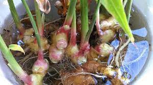 Faire pousser ne concerne pas que les médicaments et la nourriture. Comment Faire Pousser Une Quantite Illimitee De Gingembre A La Maison