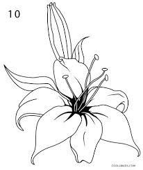 Another free still life for beginners step by step drawing video tutorial. How To Draw A Lily Step By Step Pictures