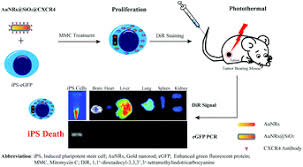 We did not find results for: Mitomycin C Treated Human Induced Pluripotent Stem Cells As A Safe Delivery System Of Gold Nanorods For Targeted Photothermal Therapy Of Gastric Cancer Nanoscale Rsc Publishing