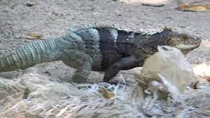 At xyzreptiles we carry a solid selection of rare and exotic iguanas for sale. Ctenosaura Melanosterna Black Chested Spiny Tailed Iguana Jamo Negro Video 01 Youtube
