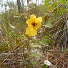 Image result for Chamaecrista paralias