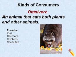 An animal that eats both plants and animals is a(n). What Is An Ecosystem All The Living Things