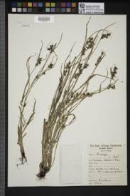 Image result for Scleria foliosa
